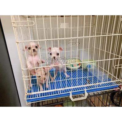 Chó Quận Gò Vấp - Hồ Chí Minh Chihuahua Trắng Kem Chó Quận Gò Vấp - Hồ Chí Minh Chihuahua Trắng Kem