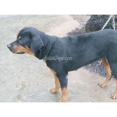 Chó Quận 12 - Hồ Chí Minh Rottweiler Salơ,lên Giống Chó Quận 12 - Hồ Chí Minh Rottweiler Salơ,lên Giống