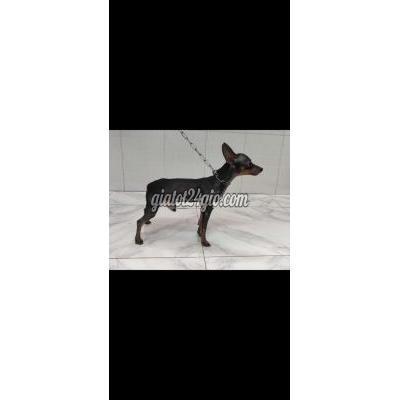 Chó Quận 7 - Hồ Chí Minh Đực Đen Đỏ 1.7-1.8kg