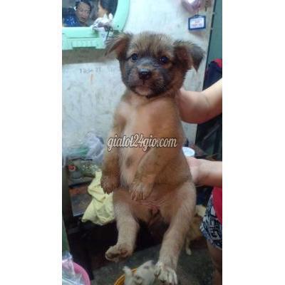 Chó Quận Bình Tân - Hồ Chí Minh Giống Chó Si, Màu Trắng Và Đen, 2 Tháng Chó Quận Bình Tân - Hồ Chí Minh Giống Chó Si, Màu Trắng Và Đen, 2 Tháng
