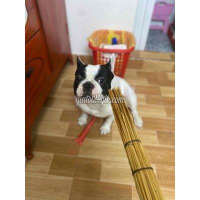 Chó Quận Gò Vấp - Hồ Chí Minh Chó Bull 12 Chiệu Chó Quận Gò Vấp - Hồ Chí Minh Chó Bull 12 Chiệu