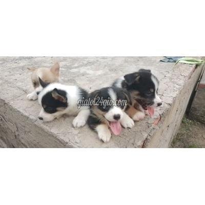 Chó Quận Gò Vấp - Hồ Chí Minh Corgi Nhà Sinh Giá Học Sinh