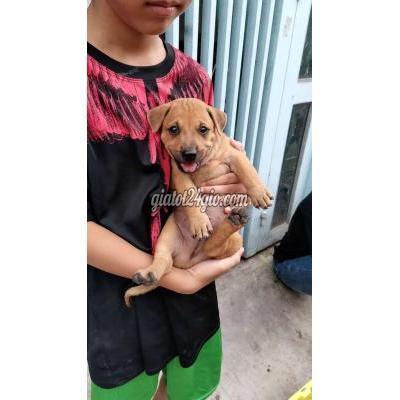 Chó Quận 12 - Hồ Chí Minh Chó Phú Quốc Vàng Bạc Má, Đen 4 Mắt F1