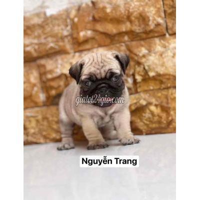 Chó Quận Bình Tân - Hồ Chí Minh Pug Mini Chân Ngắn Chó Quận Bình Tân - Hồ Chí Minh Pug Mini Chân Ngắn