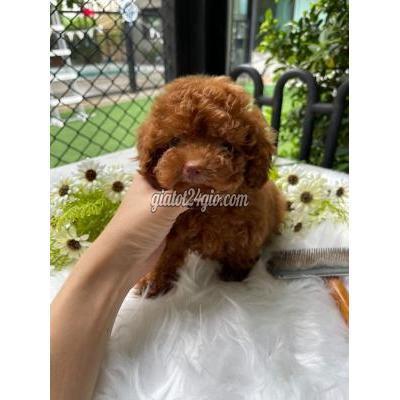 Chó Quận Bình Tân - Hồ Chí Minh Cún Poodle Thuần Chủng Đủ Màu Chó Quận Bình Tân - Hồ Chí Minh Cún Poodle Thuần Chủng Đủ Màu