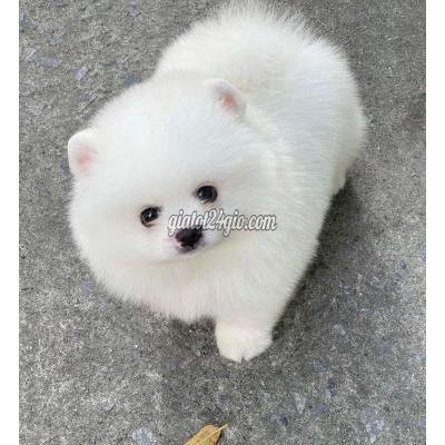 Chó Quận 7 - Hồ Chí Minh Phốc Sóc Mini Đàn Đủ Đực Cái Tặng Vòng Đeo Cổ Chó Quận 7 - Hồ Chí Minh Phốc Sóc Mini Đàn Đủ Đực Cái Tặng Vòng Đeo Cổ