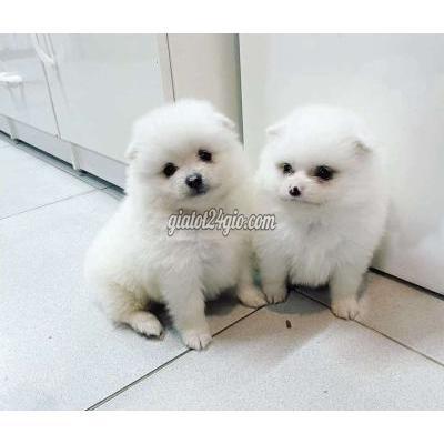 Chó Quận 12 - Hồ Chí Minh Cún Pom F1