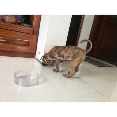 Chó Thành Phố Vĩnh Yên - Vĩnh Phúc Đàn Chó Phú Quốc Xuất Chuồng Siêu Đẹp Chó Thành Phố Vĩnh Yên - Vĩnh Phúc Đàn Chó Phú Quốc Xuất Chuồng Siêu Đẹp