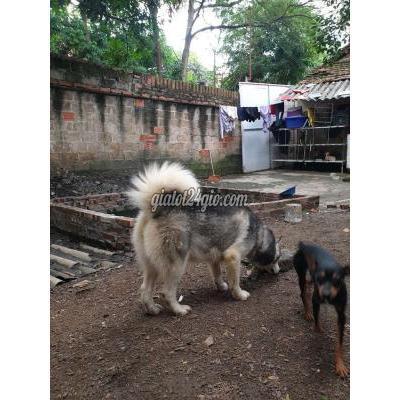 Chó Thành Phố Vĩnh Yên - Vĩnh Phúc Thanh Lý Husky Đẹp
