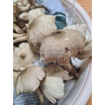 Đồ Ăn, Thực Phẩm Và Các Loại Thành Phố Bà Rịa - Vũng Tàu Nấm Mối Thiên Nhiên Đồ Ăn, Thực Phẩm Và Các Loại Thành Phố Bà Rịa - Vũng Tàu Nấm Mối Thiên Nhiên