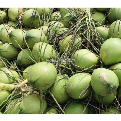 Đồ Ăn, Thực Phẩm Và Các Loại Huyện Châu Thành - Tiền Giang Dừa Đồ Ăn, Thực Phẩm Và Các Loại Huyện Châu Thành - Tiền Giang Dừa
