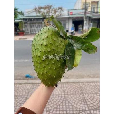 Đồ Ăn, Thực Phẩm Và Các Loại Quận Tân Bình - Hồ Chí Minh Mãng Cầu Miền Tây Đồ Ăn, Thực Phẩm Và Các Loại Quận Tân Bình - Hồ Chí Minh Mãng Cầu Miền Tây