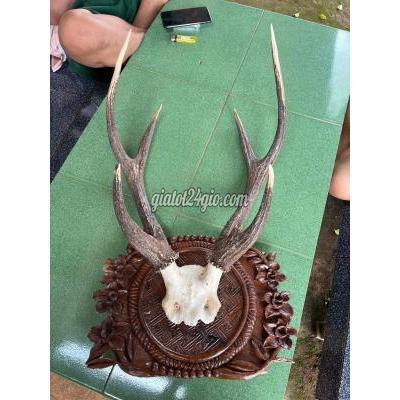 Đồ Sưu Tầm, Đồ Cổ Quận 10 - Hồ Chí Minh Đồ Trang Trí Cổ Đồ Sưu Tầm, Đồ Cổ Quận 10 - Hồ Chí Minh Đồ Trang Trí Cổ