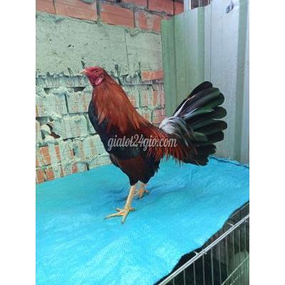 Gà Huyện Chợ Mới - An Giang Sweater Tre 1kg150. Gà Huyện Chợ Mới - An Giang Sweater Tre 1kg150.
