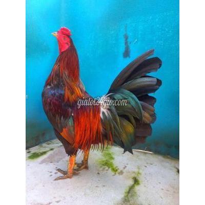 Gà Thành Phố Vũng Tàu - Vũng Tàu 3kg2 Siu Mỹ Lay Nặng Đá Tóc Độ. Tay Tốt Lông Mới.n Gà Thành Phố Vũng Tàu - Vũng Tàu 3kg2 Siu Mỹ Lay Nặng Đá Tóc Độ. Tay Tốt Lông Mới.n