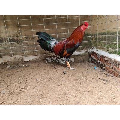 Gà Huyện Ba Tri - Bến Tre Mỗi Ngày Một Chiến Kê Gà Huyện Ba Tri - Bến Tre Mỗi Ngày Một Chiến Kê