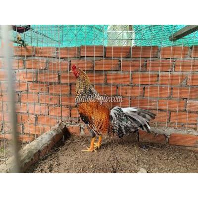 Gà Huyện Ba Tri - Bến Tre Cứu Lửa Gà Huyện Ba Tri - Bến Tre Cứu Lửa