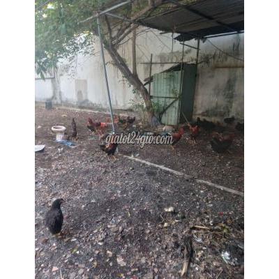Gà Thành Phố Dĩ An - Bình Dương Ga Ta Tha Vuon Nha Nuoi Com Thua Gà Thành Phố Dĩ An - Bình Dương Ga Ta Tha Vuon Nha Nuoi Com Thua