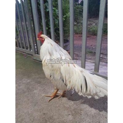 Gà Thị Xã Tân Uyên - Bình Dương Buom 3ki3 Gà Thị Xã Tân Uyên - Bình Dương Buom 3ki3