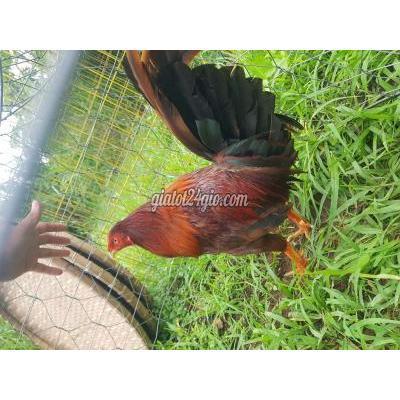 Gà Quận Cái Răng - Cần Thơ Khét Đỏ Siumy 2k5 Tay Dữ Gà Quận Cái Răng - Cần Thơ Khét Đỏ Siumy 2k5 Tay Dữ
