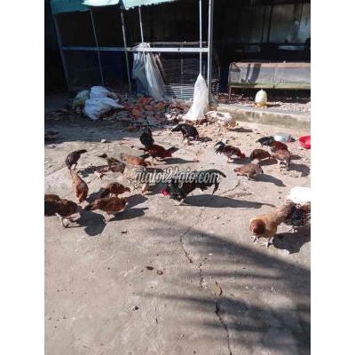 Gà Quận Cái Răng - Cần Thơ Cần Thanh Lý Hết Bầy Gà Nồi Có Tre Có Gà Quận Cái Răng - Cần Thơ Cần Thanh Lý Hết Bầy Gà Nồi Có Tre Có