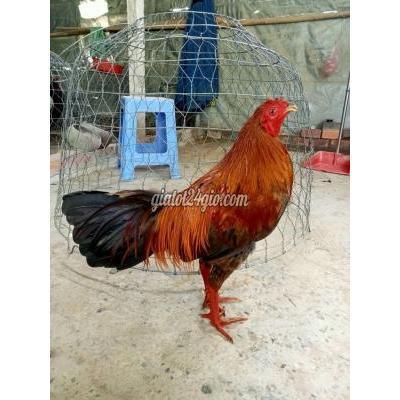 Gà Quận Cái Răng - Cần Thơ Hàng Không Ngại Gia Chạm2k7 Le Asil Mỹ Bakingtang Gà Quận Cái Răng - Cần Thơ Hàng Không Ngại Gia Chạm2k7 Le Asil Mỹ Bakingtang