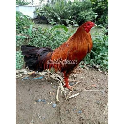 Gà Quận Cái Răng - Cần Thơ Tốc Độ Hích Do Miệng Giữ Xiếc 2k7 Asil Bakingtang Gà Quận Cái Răng - Cần Thơ Tốc Độ Hích Do Miệng Giữ Xiếc 2k7 Asil Bakingtang