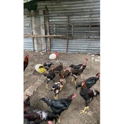 Gà Thành Phố Buôn Ma Thuột - Đắk Lắk Gà Chọi Nòi Khoẻ Mạnh