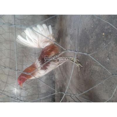 Gà Thành Phố Biên Hòa - Đồng Nai Camelo 8th Gà Thành Phố Biên Hòa - Đồng Nai Camelo 8th