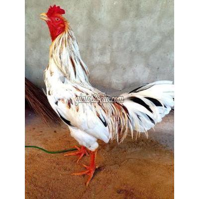 Gà Huyện Nhơn Trạch - Đồng Nai Bướm 3k3 Bến Thế Gà Huyện Nhơn Trạch - Đồng Nai Bướm 3k3 Bến Thế