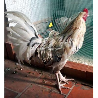 Gà Thành Phố Cao Lãnh - Đồng Tháp Gà Mỹ Hiện 3kg2 Làm Nọc Gà Thành Phố Cao Lãnh - Đồng Tháp Gà Mỹ Hiện 3kg2 Làm Nọc