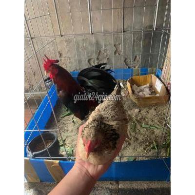 Gà Quận Hai Bà Trưng - Hà Nội Bận K Có T.gian Chăm Để Cho B Nào Đam Mê Gà Quận Hai Bà Trưng - Hà Nội Bận K Có T.gian Chăm Để Cho B Nào Đam Mê