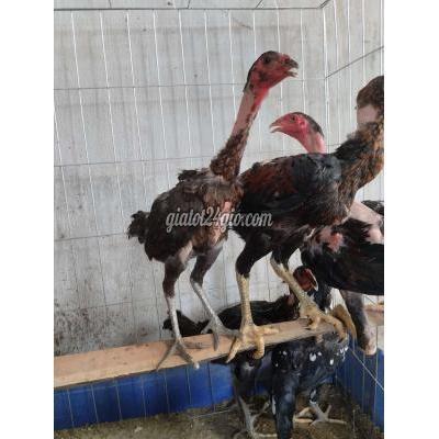 Gà Huyện Sóc Sơn - Hà Nội Mái Nhánh Gà Huyện Sóc Sơn - Hà Nội Mái Nhánh