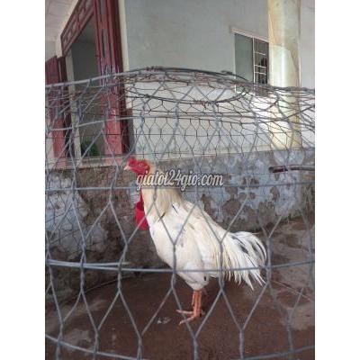 Gà Huyện Phụng Hiệp - Hậu Giang 2kg8 Ra Lông Gần Đủ Còn Lông Đuôi Cần Ra Nhanh Gà Huyện Phụng Hiệp - Hậu Giang 2kg8 Ra Lông Gần Đủ Còn Lông Đuôi Cần Ra Nhanh