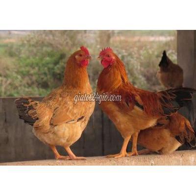 Gà Huyện Bến Lức - Long An Gà Thả Vườn Gà Huyện Bến Lức - Long An Gà Thả Vườn