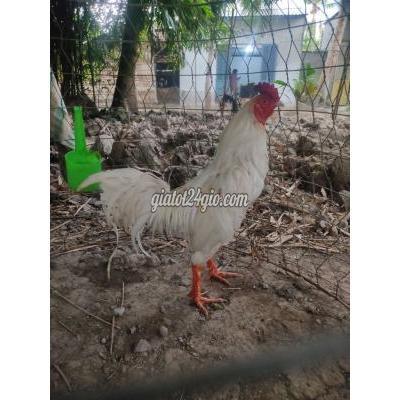 Gà Huyện Châu Thành - Sóc Trăng Ngủ Thùng Bị Gãy 1 Bên Đuôi Tơ Con Gà Lông Non Gà Huyện Châu Thành - Sóc Trăng Ngủ Thùng Bị Gãy 1 Bên Đuôi Tơ Con Gà Lông Non