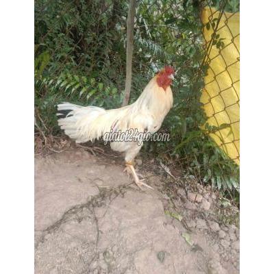 Gà Huyện Trần Đề - Sóc Trăng Bướm 2k5 Giá 900 Gà Huyện Trần Đề - Sóc Trăng Bướm 2k5 Giá 900
