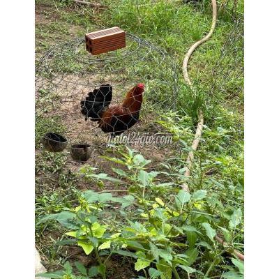 Gà Huyện Bến Cầu - Tây Ninh Cần Ra Đi Vài Con Cuban Mỹ Gà Huyện Bến Cầu - Tây Ninh Cần Ra Đi Vài Con Cuban Mỹ