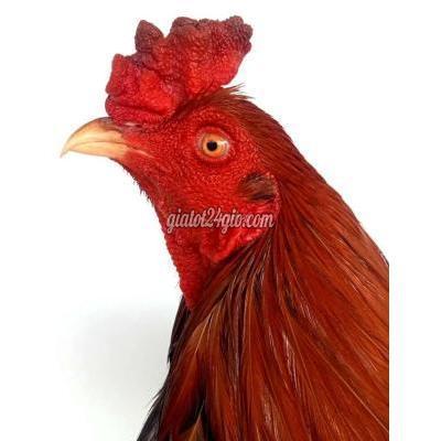 Gà Huyện Châu Thành - Tiền Giang Điều 2ky5 Gà Huyện Châu Thành - Tiền Giang Điều 2ky5