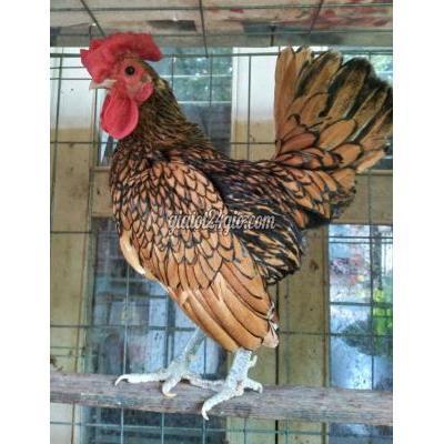 Gà Quận Gò Vấp - Hồ Chí Minh Trại Gà Kiểng Các Loại Tại Gò Vấp