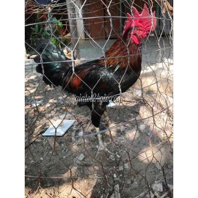 Gà Thành Phố Thủ Đức - Hồ Chí Minh Gà Que Chân Điểm Gà Thành Phố Thủ Đức - Hồ Chí Minh Gà Que Chân Điểm