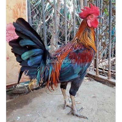 Gà Huyện Nhà Bè - Hồ Chí Minh Trống Nòi Peru Mỹ Tơ Zin Gà Huyện Nhà Bè - Hồ Chí Minh Trống Nòi Peru Mỹ Tơ Zin