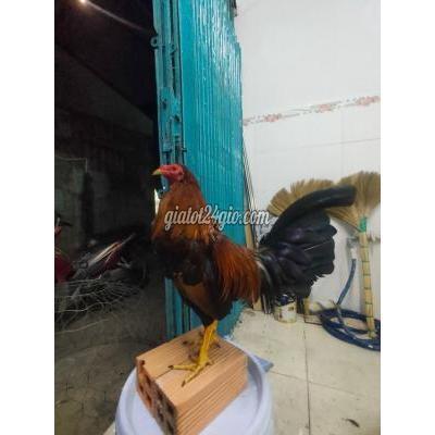 Gà Quận 11 - Hồ Chí Minh Gà Điều Ăn 1 Cái Được 1 Tuần Rồi Gà Quận 11 - Hồ Chí Minh Gà Điều Ăn 1 Cái Được 1 Tuần Rồi