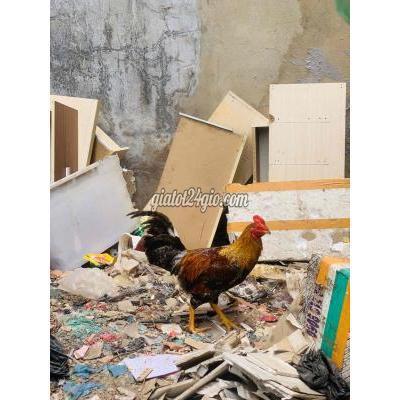Gà Quận Bình Tân - Hồ Chí Minh Cú Siumy Tơ Zin Gà Quận Bình Tân - Hồ Chí Minh Cú Siumy Tơ Zin