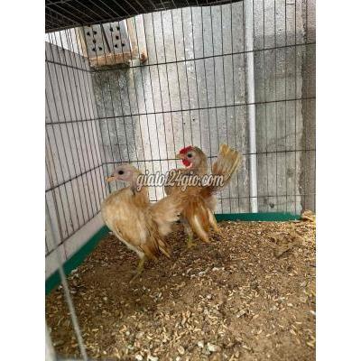 Gà Quận Bình Tân - Hồ Chí Minh Cap Gà Vàng Đuôi Xám Đang Tập Gáy Gà Quận Bình Tân - Hồ Chí Minh Cap Gà Vàng Đuôi Xám Đang Tập Gáy