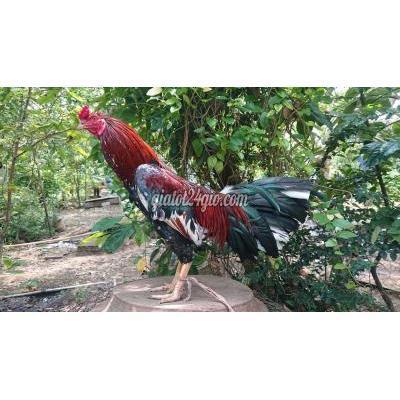 Gà Quận Bình Tân - Hồ Chí Minh Gà Nòi Bong 2kg9 Dáng Mạnh Gà Quận Bình Tân - Hồ Chí Minh Gà Nòi Bong 2kg9 Dáng Mạnh