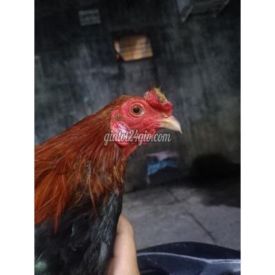 Gà Quận 11 - Hồ Chí Minh Ga Điều Chân Trắng Mới Lên