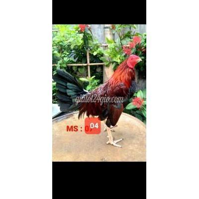 Gà Quận 12 - Hồ Chí Minh Xanh Asil Mỹ 1k300g ( Gà Mẻ Nguyên Zin..có Clip Xổ