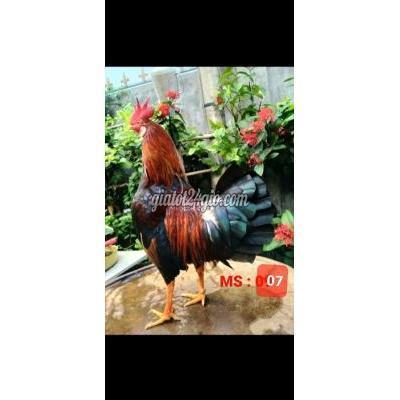 Gà Quận 12 - Hồ Chí Minh Asil Mỹ 1k150g ( Gà Mẻ Nguyên Zin...có Clip Xổ )