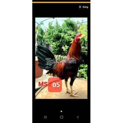Gà Quận 12 - Hồ Chí Minh Asil Mỹ 1k200g ( Gà Mẻ Nguyên Zin...có Clip Xổ ) Gà Quận 12 - Hồ Chí Minh Asil Mỹ 1k200g ( Gà Mẻ Nguyên Zin...có Clip Xổ )